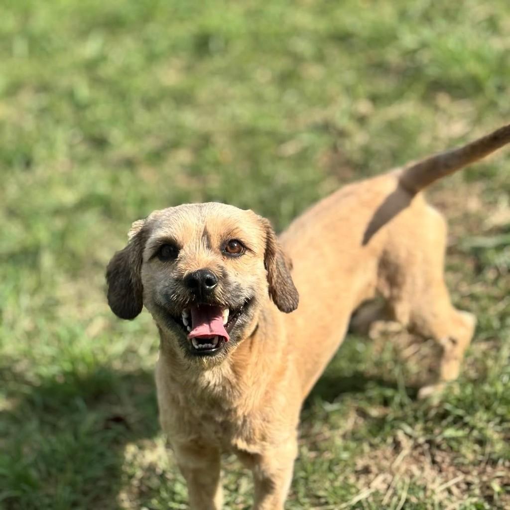 Nolan, cachorro de porte pequeno para adoção em Santo André - SP — foto 2 de 15