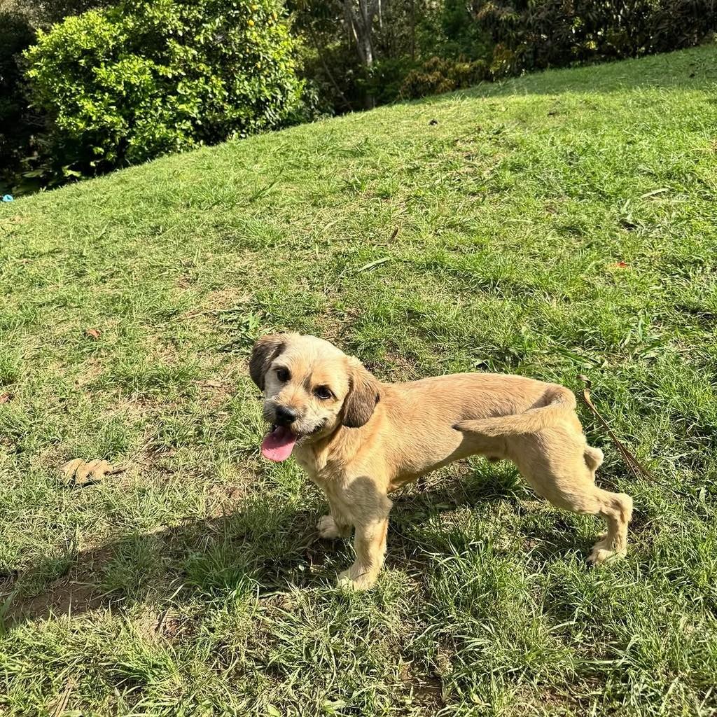 Nolan, cachorro de porte pequeno para adoção em Santo André - SP — foto 3 de 15