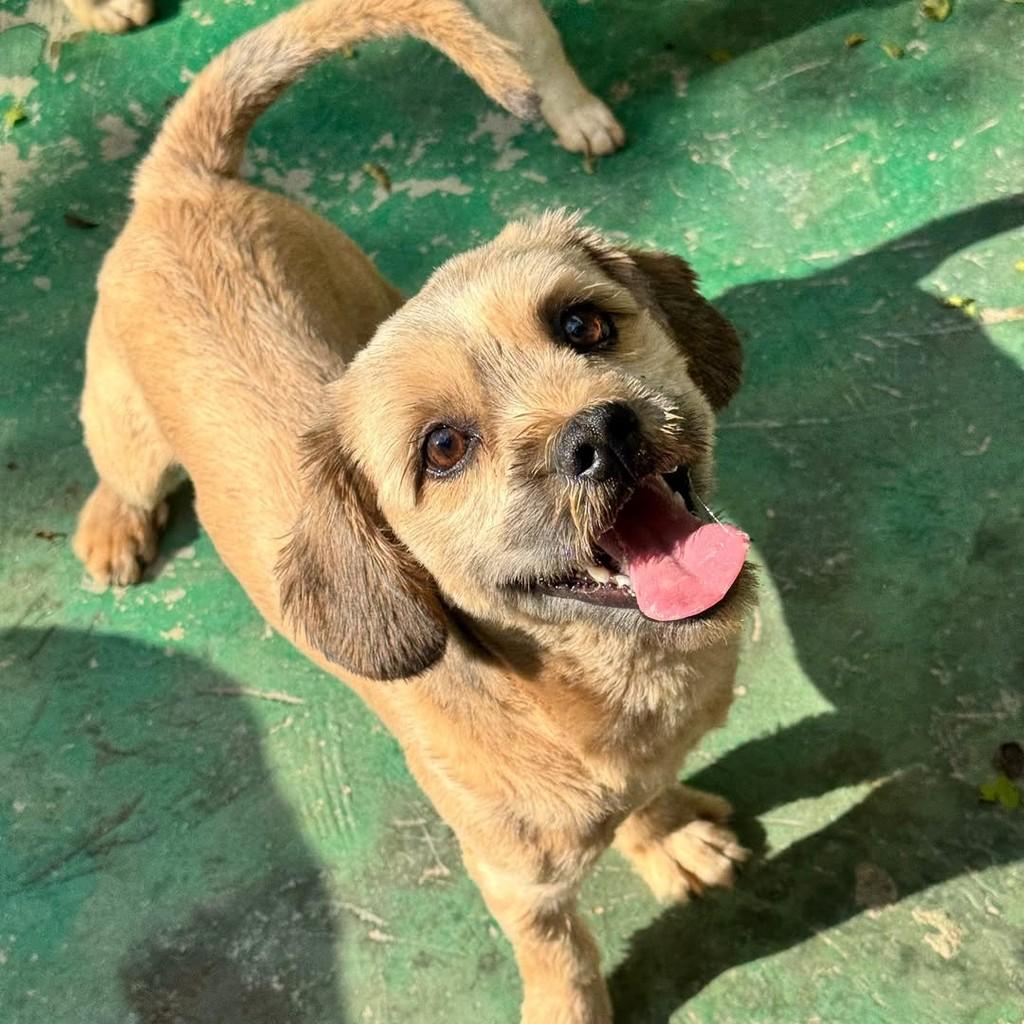 Nolan, cachorro de porte pequeno para adoção em Santo André - SP — foto 4 de 15