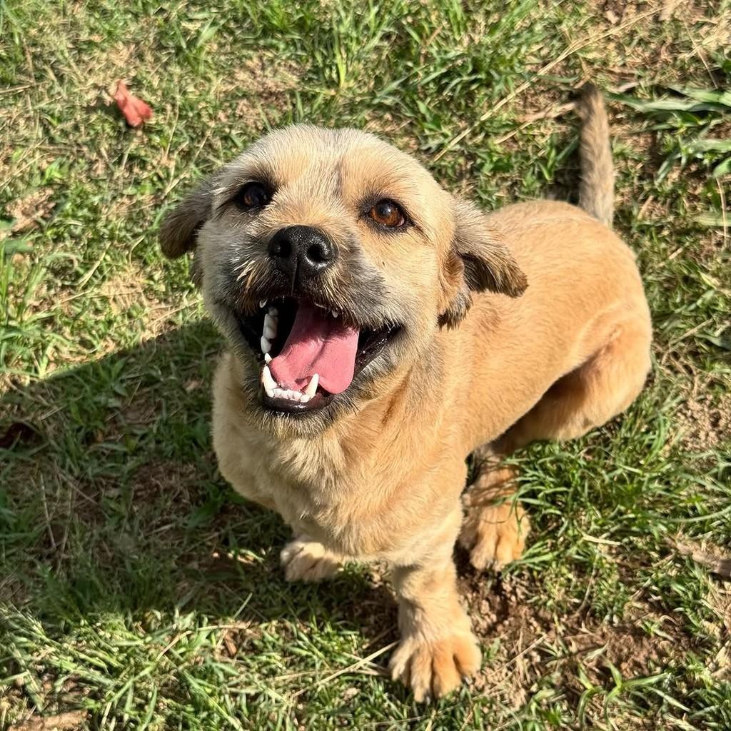 Nolan, cachorro de porte pequeno para adoção em Santo André - SP — foto 5 de 15