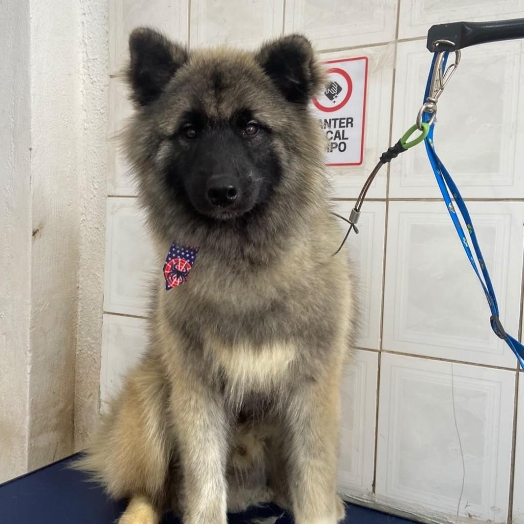 Ônix, cachorro de porte médio para adoção em Santo André - SP