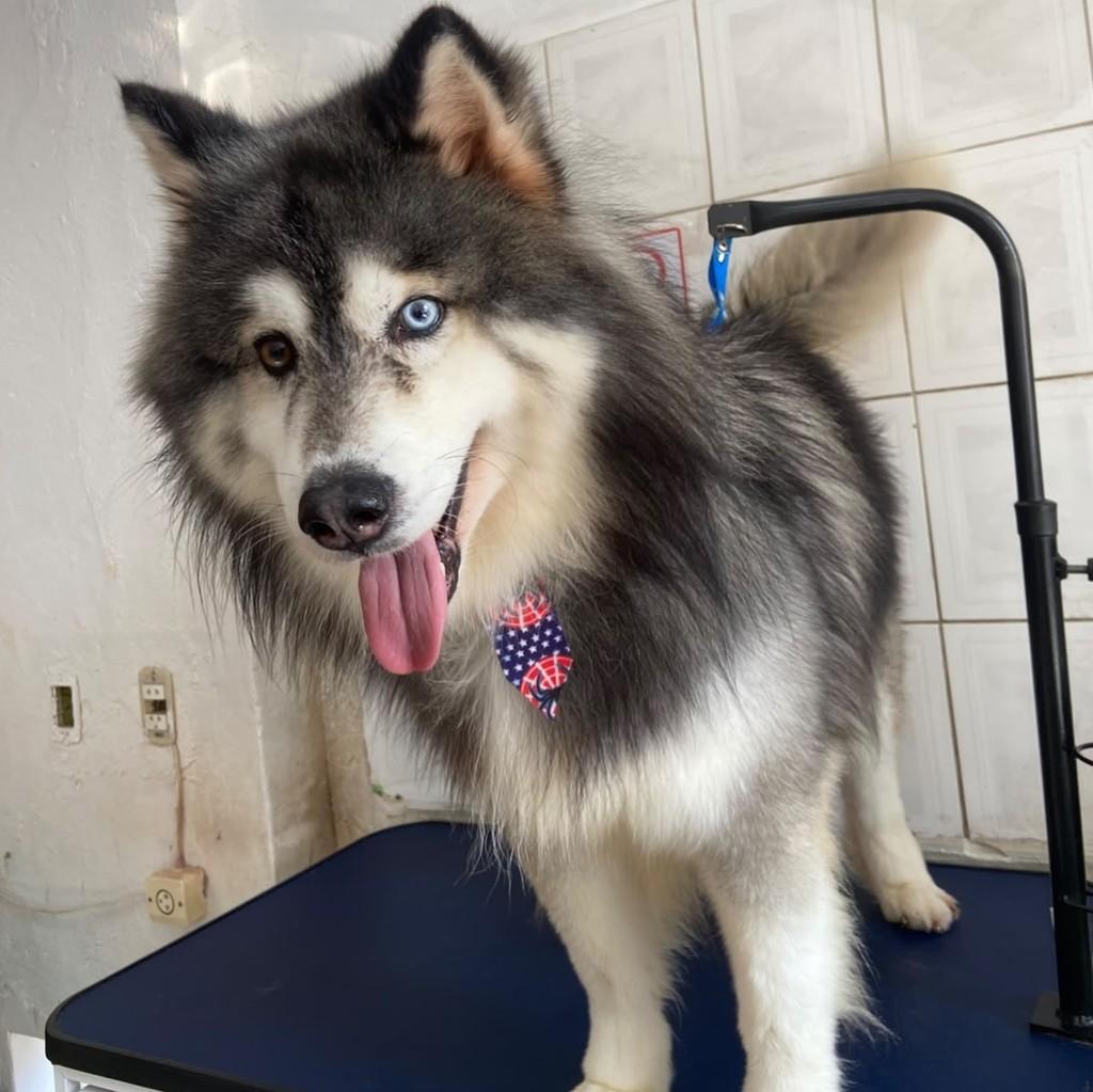 Thor, cachorro de porte médio para adoção em Santo André - SP
