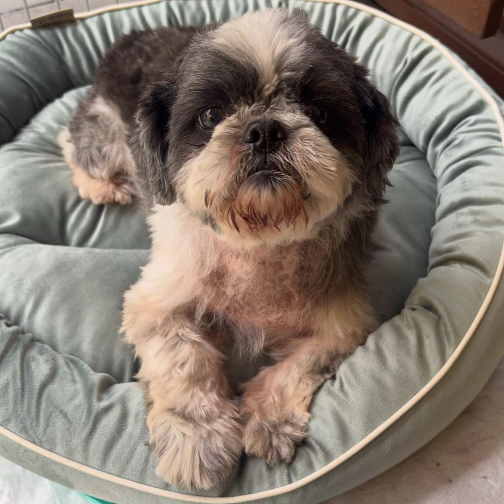 Bob, cachorro de porte pequeno para adoção em Santo André - SP