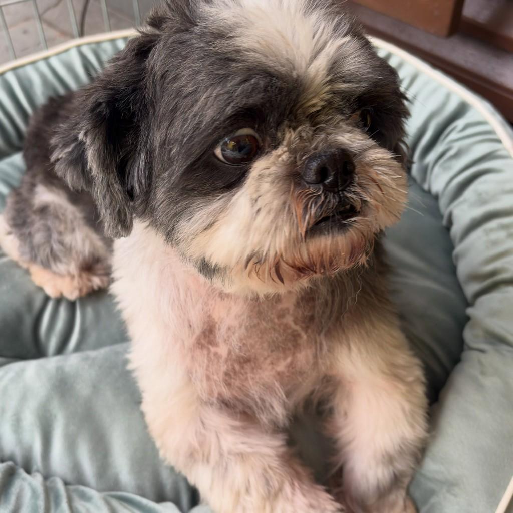 Bob, cachorro de porte pequeno para adoção em Santo André - SP — foto 2 de 5
