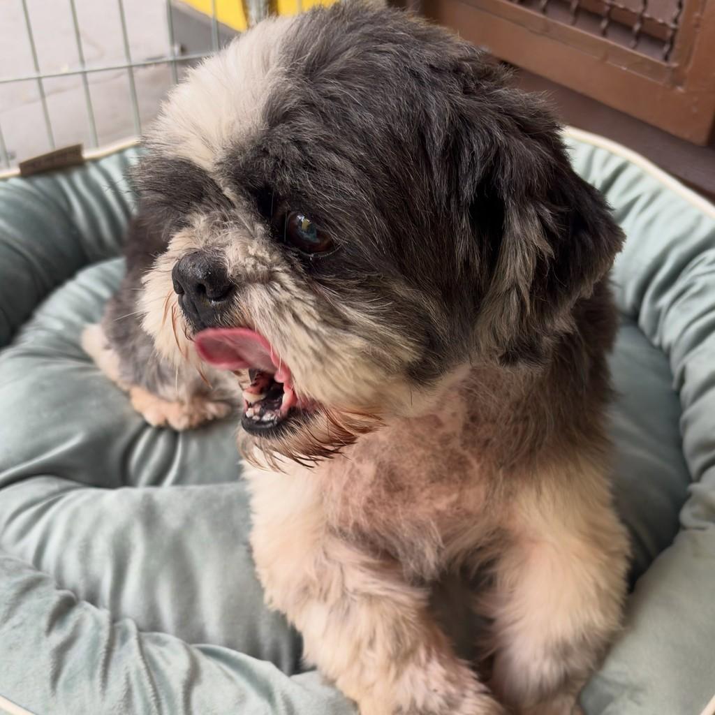 Bob, cachorro de porte pequeno para adoção em Santo André - SP — foto 3 de 5