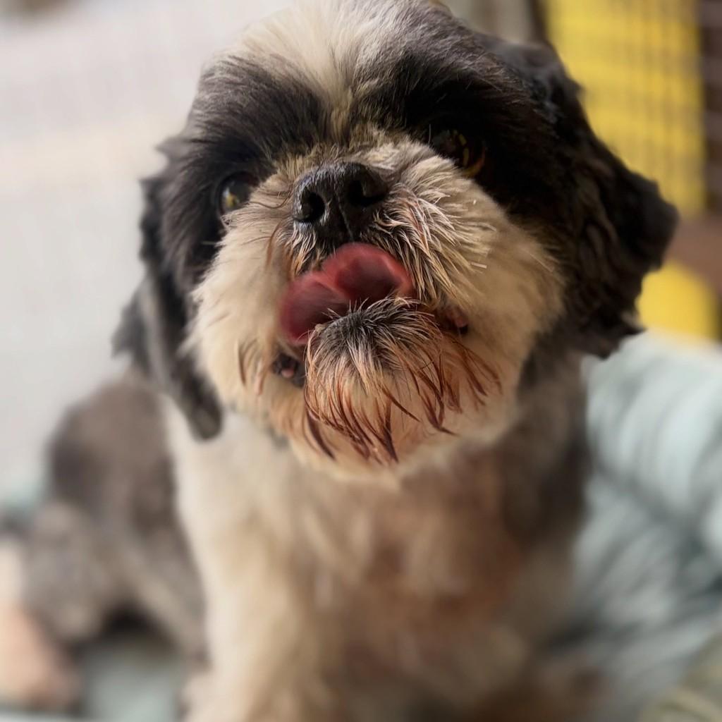 Bob, cachorro de porte pequeno para adoção em Santo André - SP — foto 4 de 5