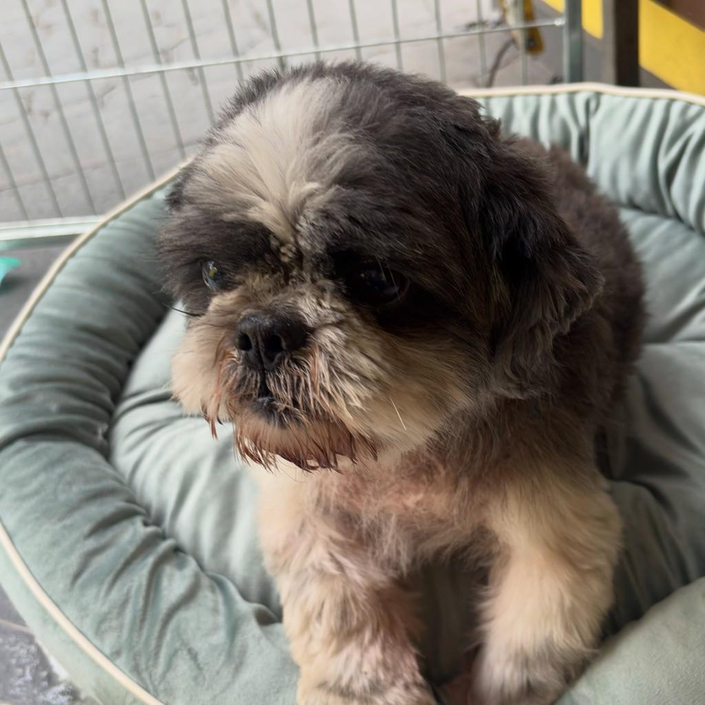 Bob, cachorro de porte pequeno para adoção em Santo André - SP — foto 5 de 5