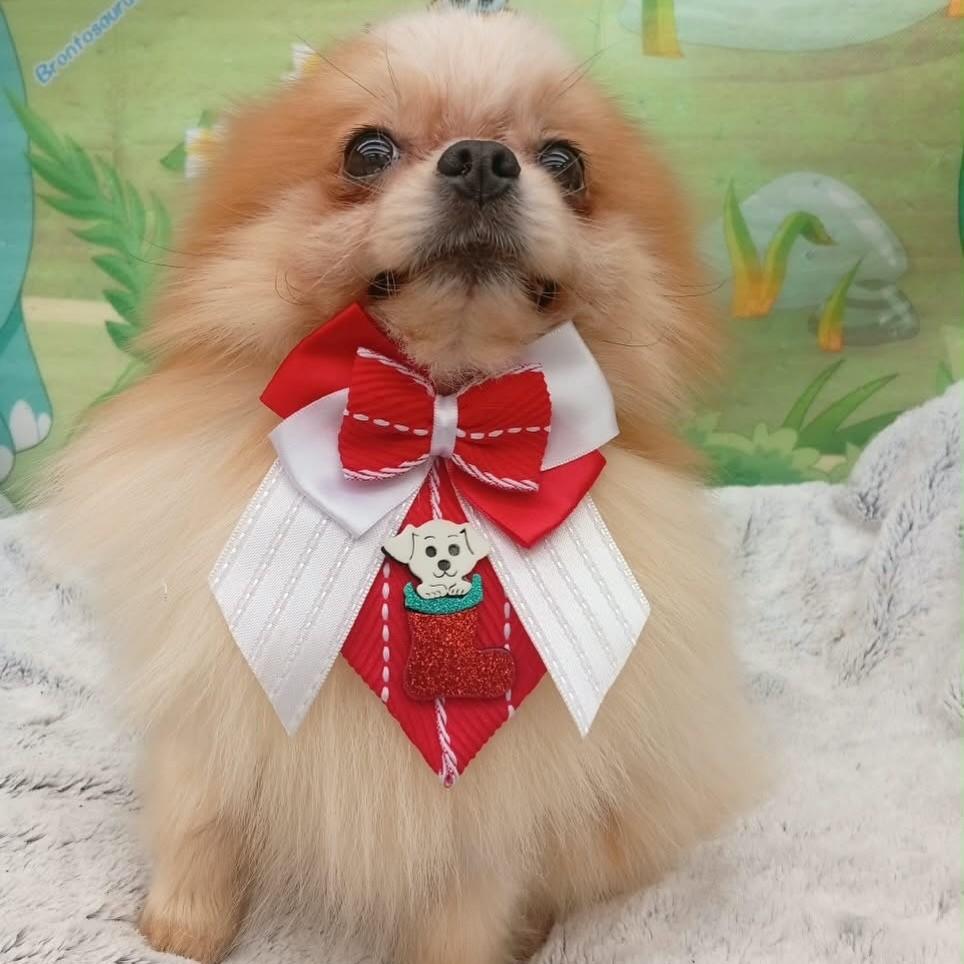Pepito, cachorro de porte pequeno para adoção em Santo André - SP