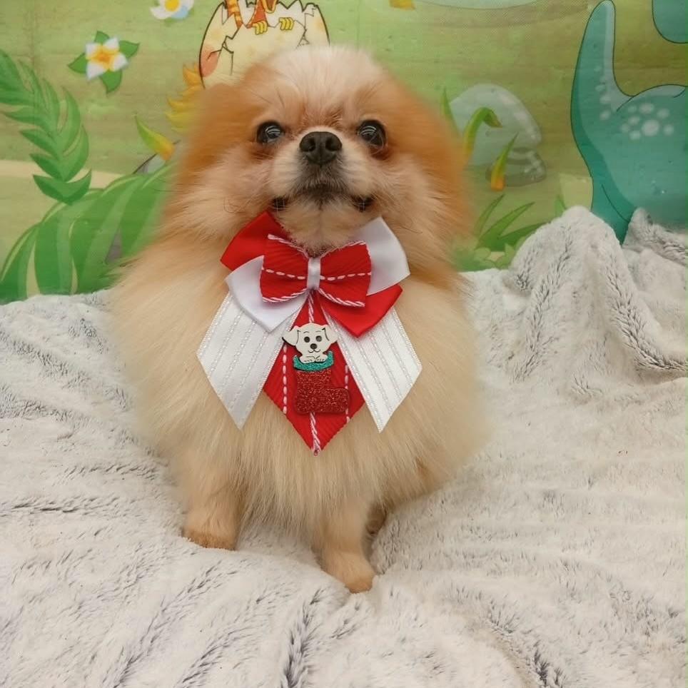 Pepito, cachorro de porte pequeno para adoção em Santo André - SP — foto 2 de 4