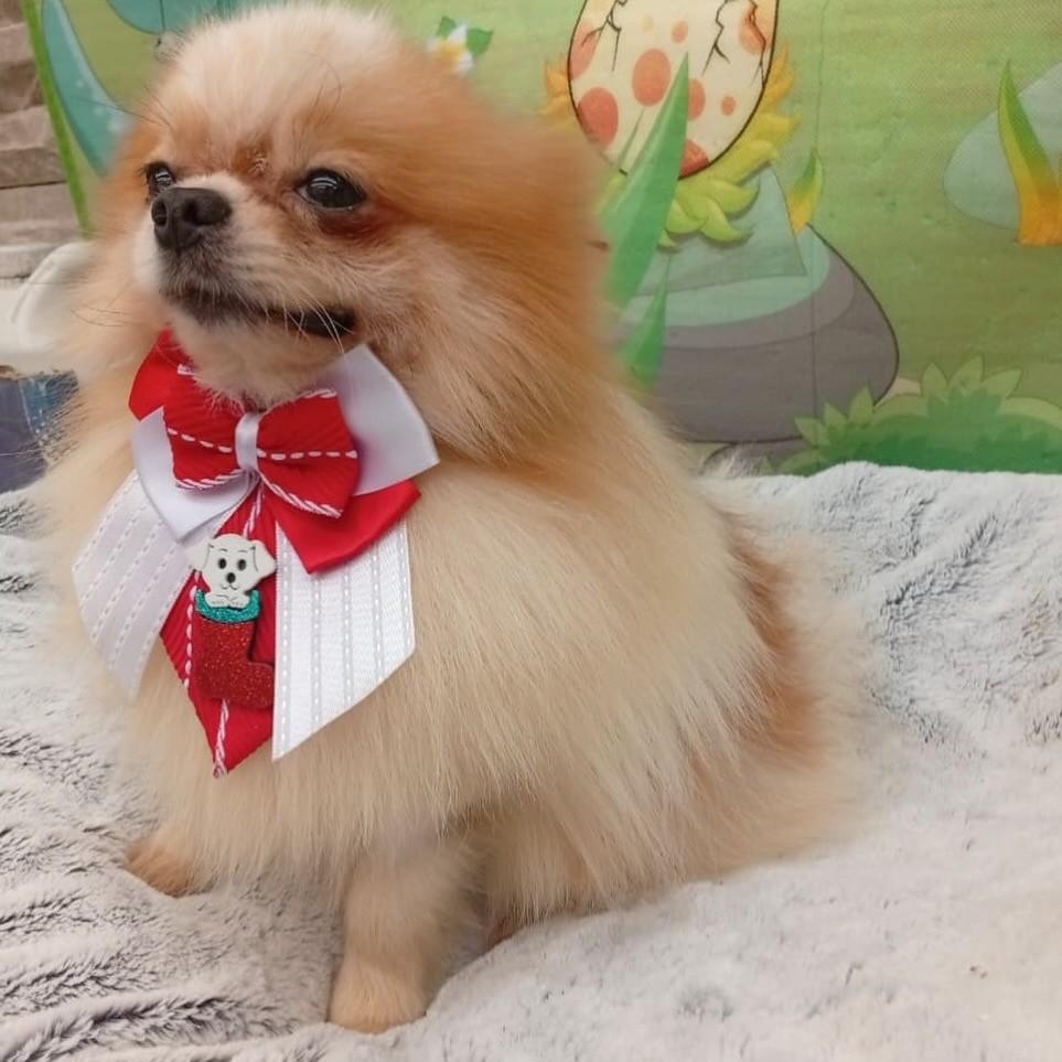 Pepito, cachorro de porte pequeno para adoção em Santo André - SP — foto 3 de 4