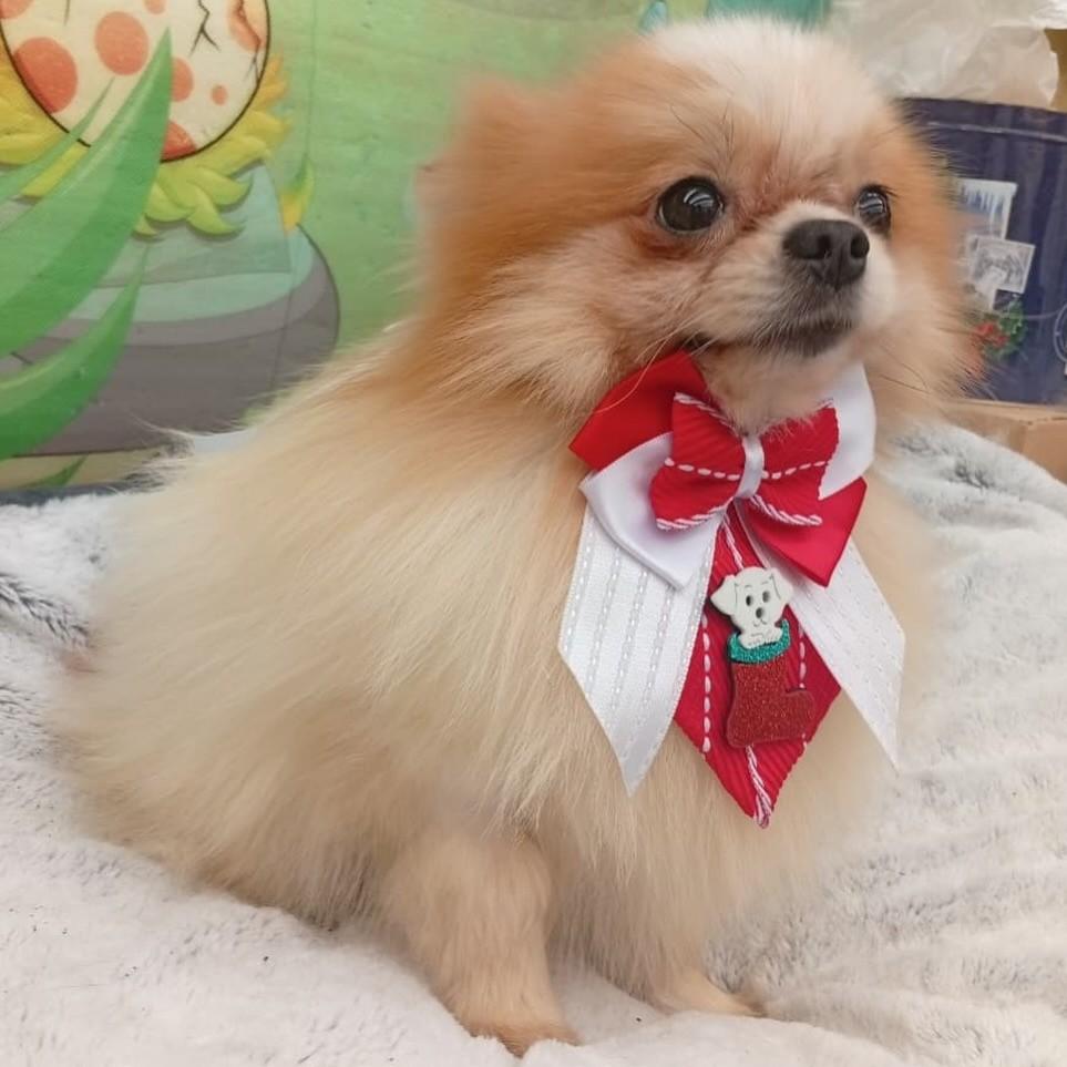 Pepito, cachorro de porte pequeno para adoção em Santo André - SP — foto 4 de 4