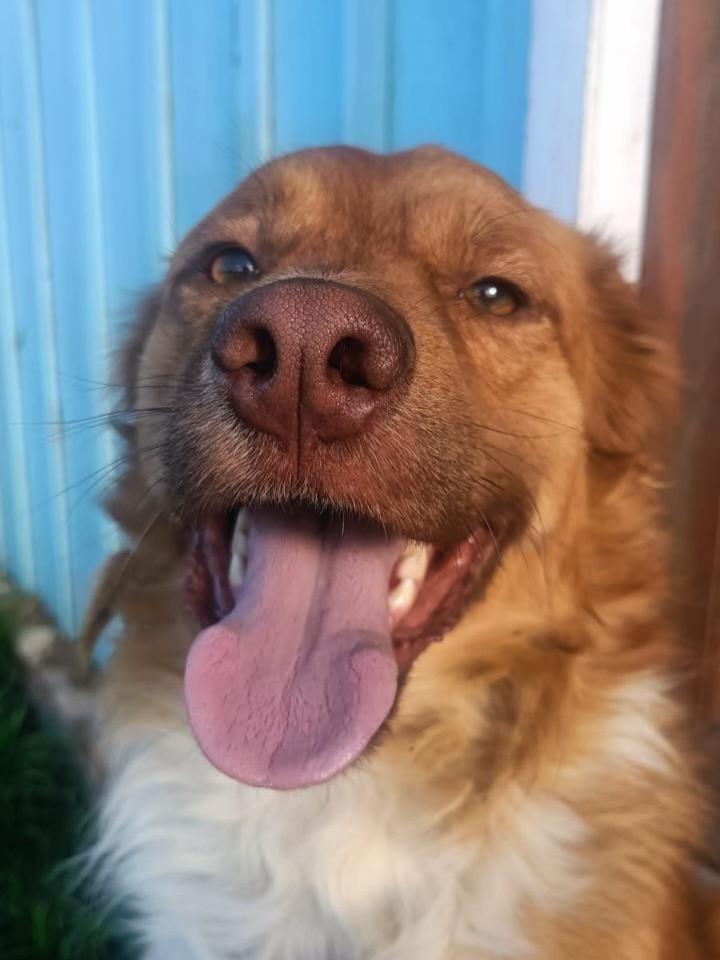 Thor, cachorro de porte médio para adoção em Correia Pinto - SC