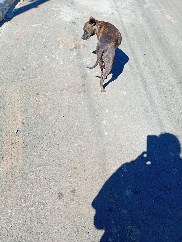 Cachorrinha, cadela de porte pequeno para adoção em Correia Pinto - SC