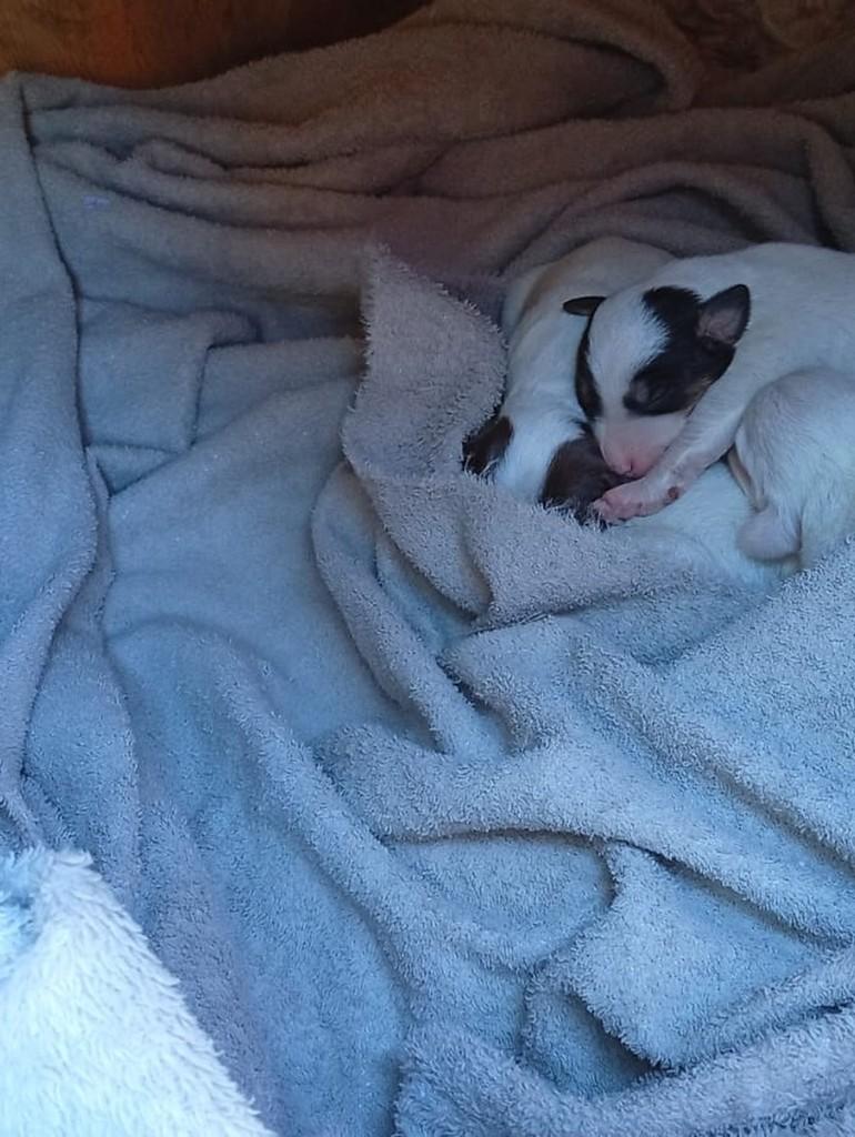 Covinha, cadela de porte médio para adoção em Correia Pinto - SC — foto 2 de 4