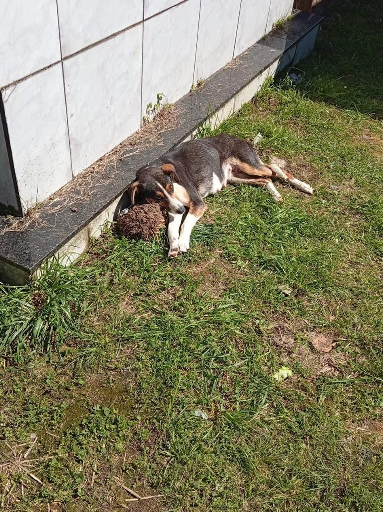 Covinha, cadela de porte médio para adoção em Correia Pinto - SC — foto 4 de 4