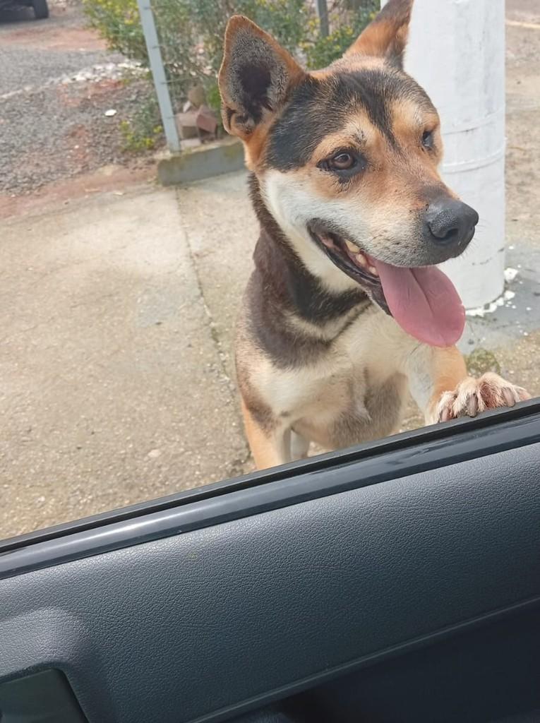 Garanhão, cachorro de porte médio para adoção em Correia Pinto - SC