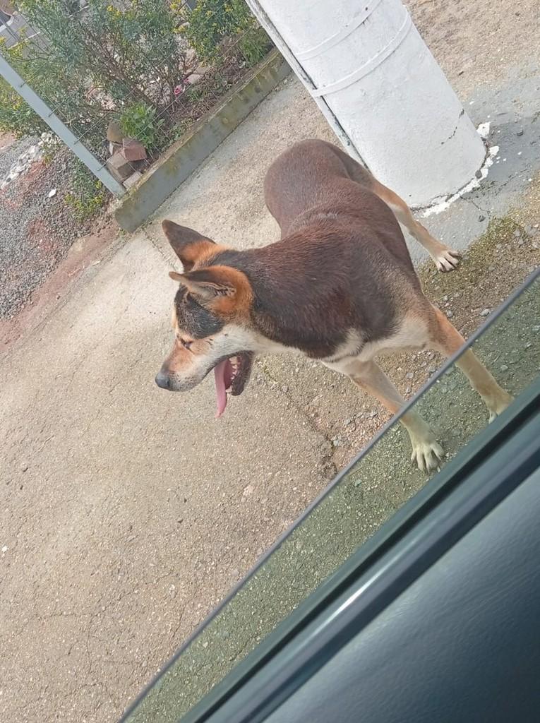 Garanhão, cachorro de porte médio para adoção em Correia Pinto - SC — foto 2 de 2