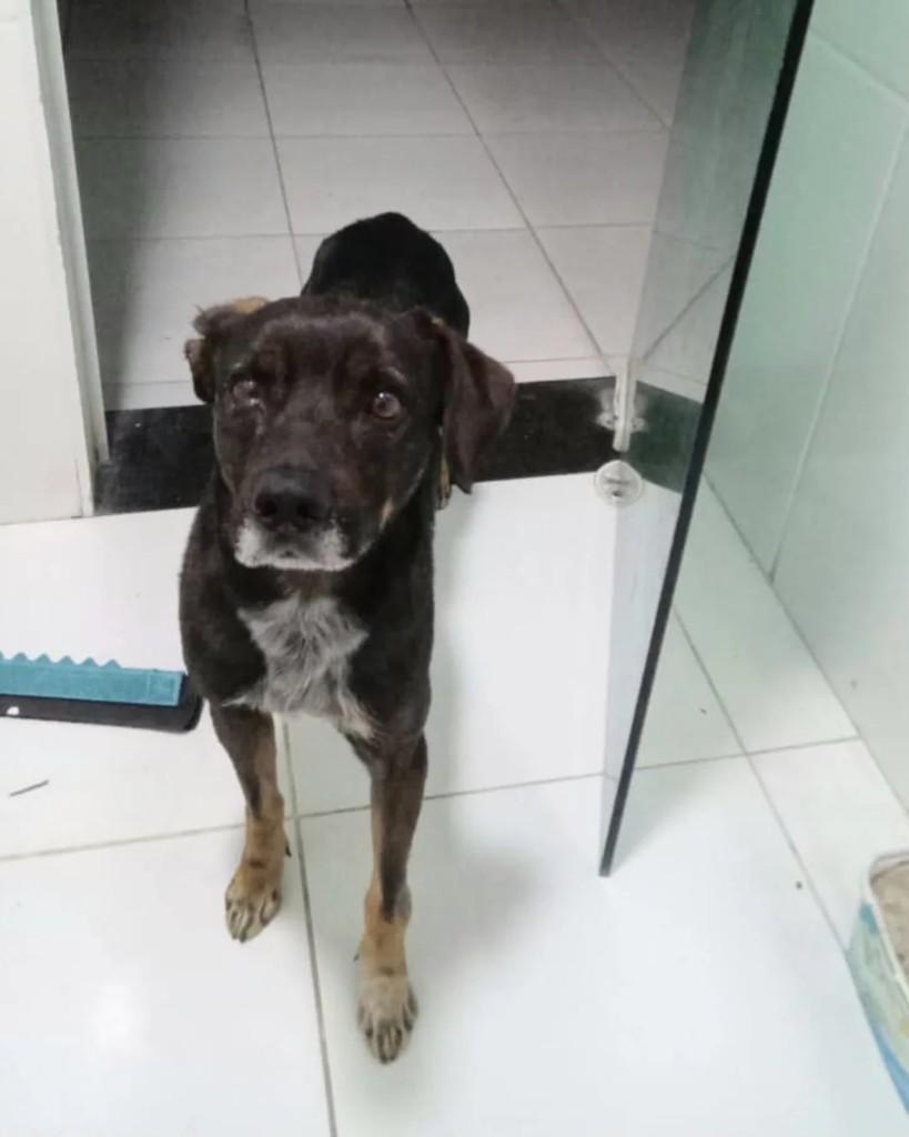 Baruk, cachorro de porte médio para adoção em Suzano - SP