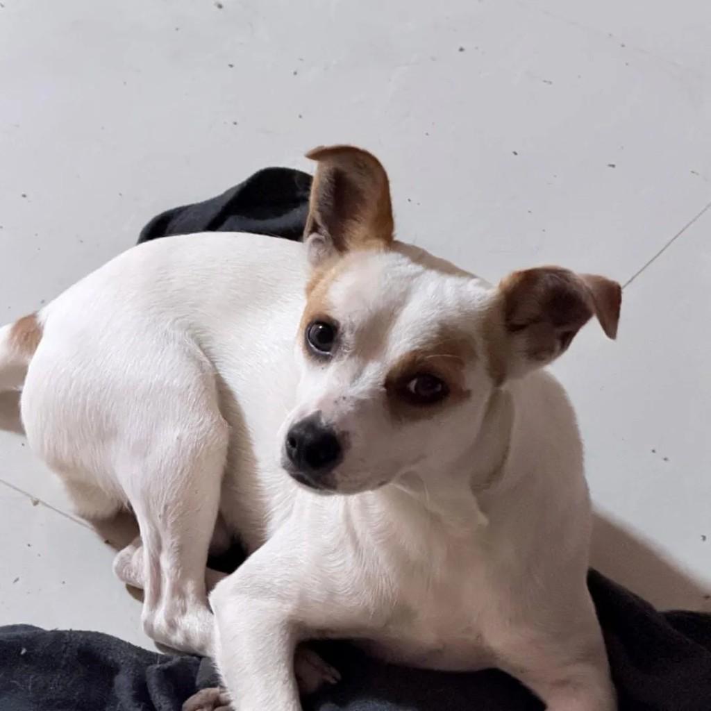 Manguinha, cachorro de porte pequeno para adoção em Suzano - SP