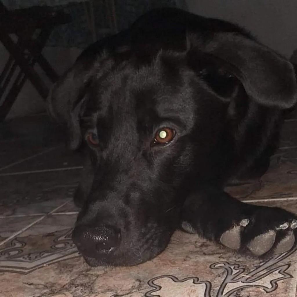 Nino, cachorro de porte médio para adoção em Suzano - SP