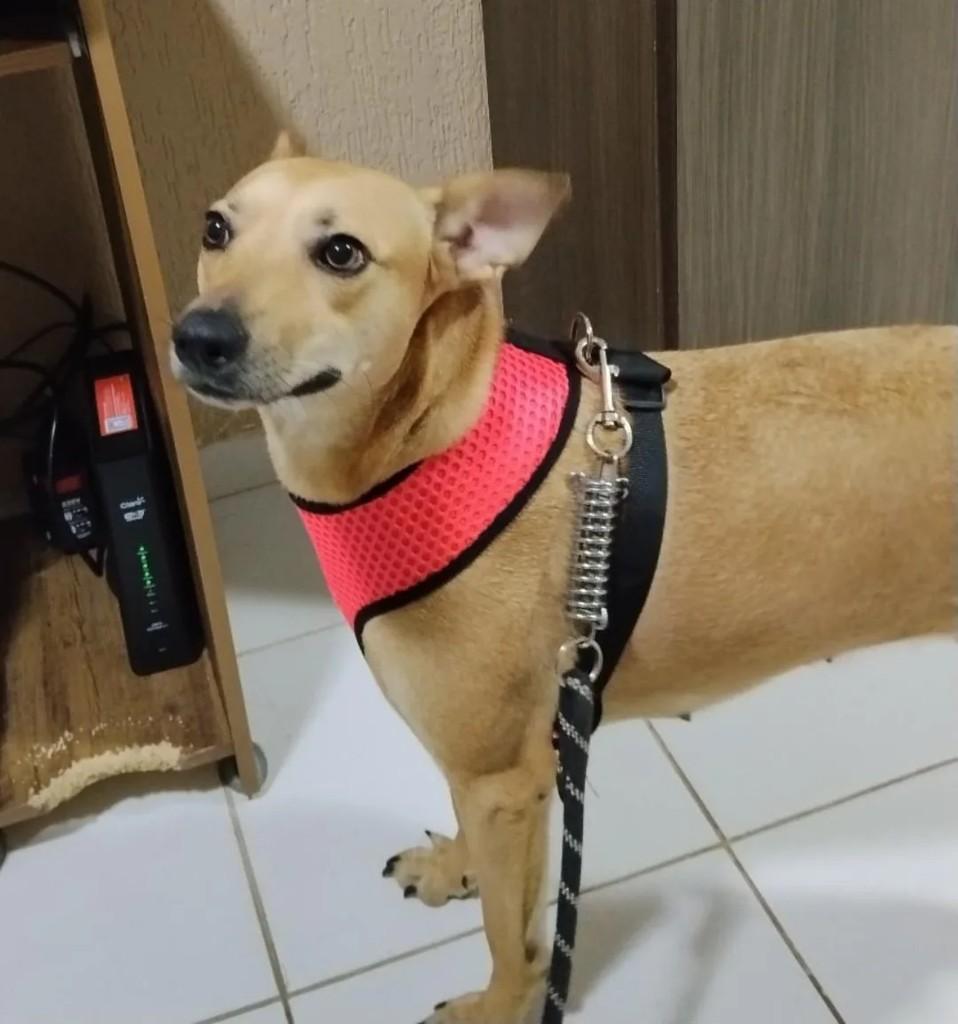 Mel, cadela de porte médio para adoção em Suzano - SP