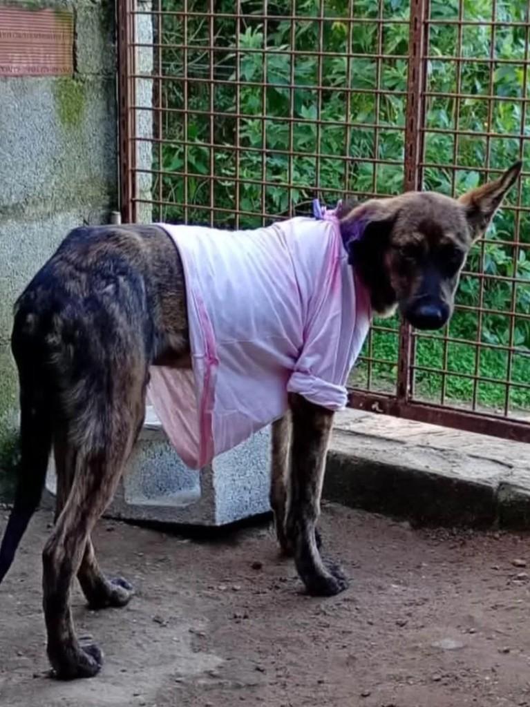 Mogi das Cruzes, cachorro de porte médio para adoção em Suzano - SP