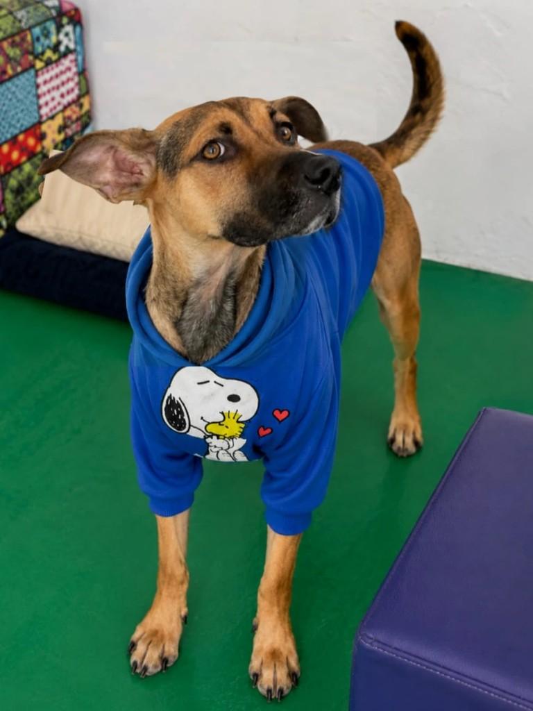 Chico, cachorro de porte médio para adoção em Suzano - SP