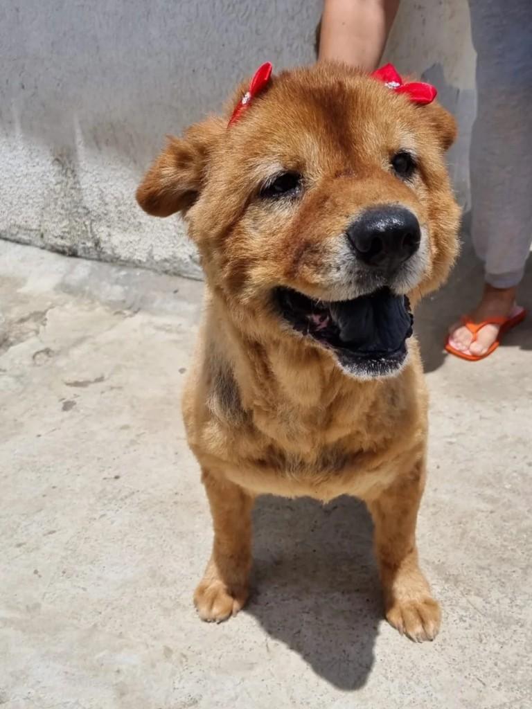 Leonna, cadela de porte médio para adoção em Suzano - SP