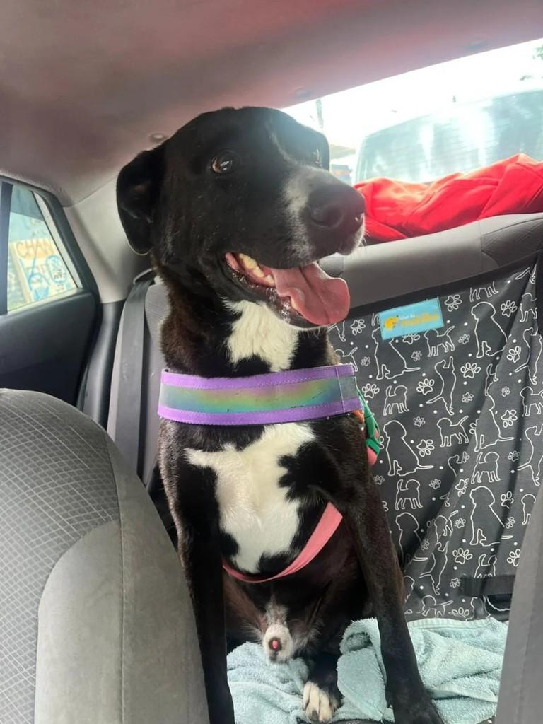 Lipe, cachorro de porte médio para adoção em Suzano - SP