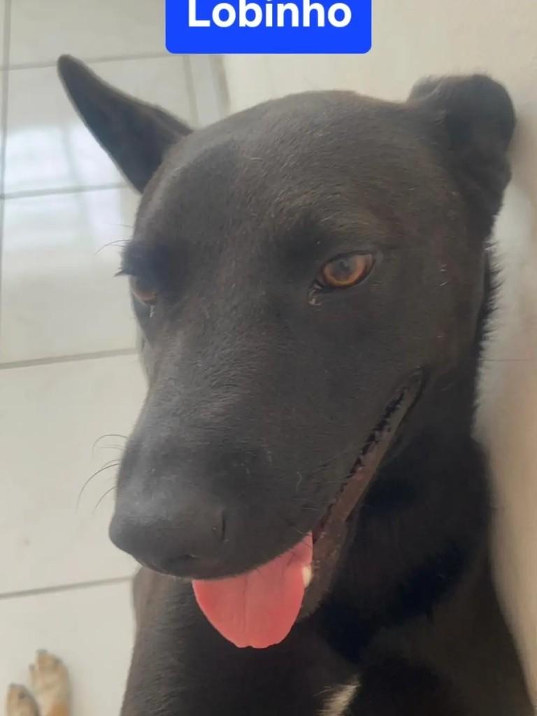Lobinho, cachorro de porte médio para adoção em Suzano - SP