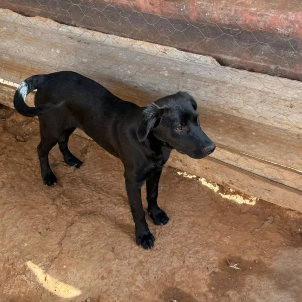 Lysbella, cadela de porte médio para adoção em Suzano - SP
