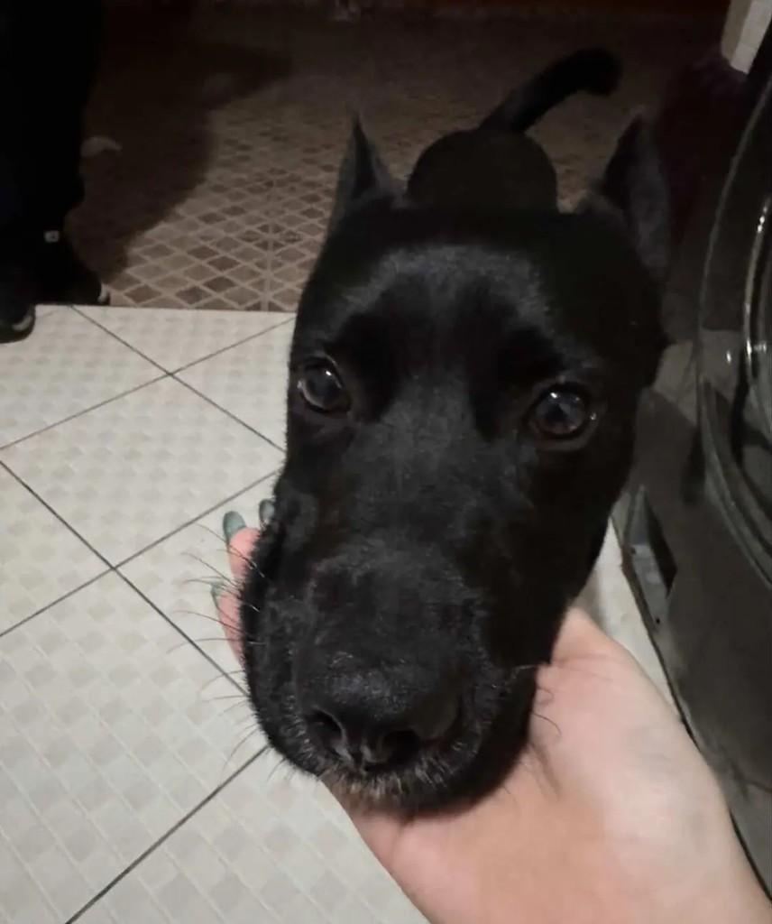 Teddy, cachorro de porte médio para adoção em Suzano - SP