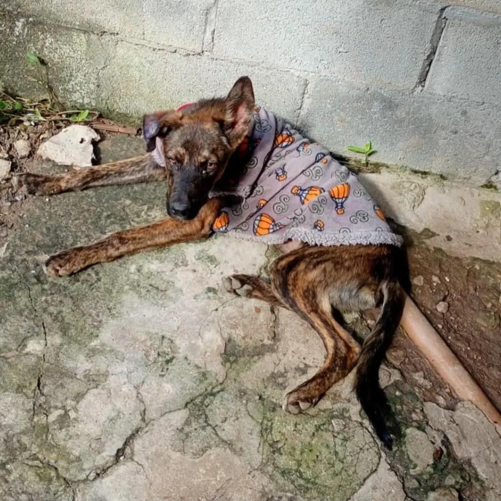Mogi, cachorro de porte pequeno para adoção em Suzano - SP