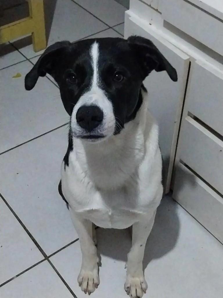 Max, cachorro de porte médio para adoção em Suzano - SP