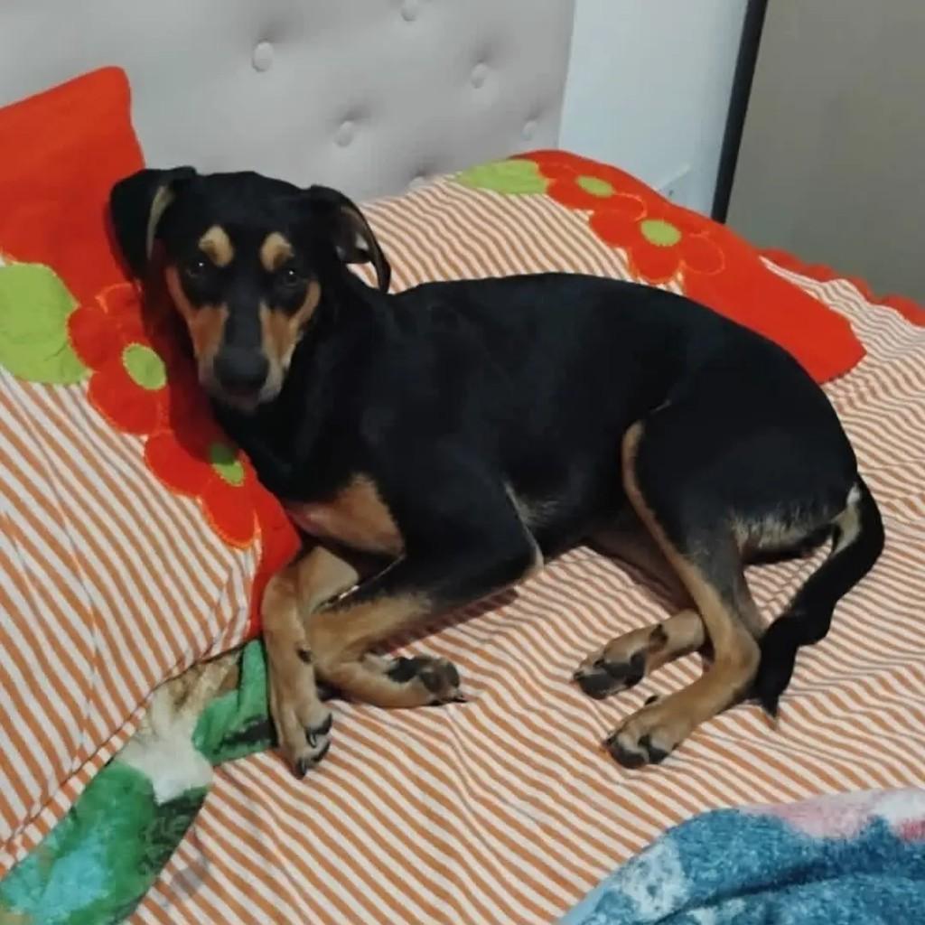 Maya, cadela de porte médio para adoção em Suzano - SP