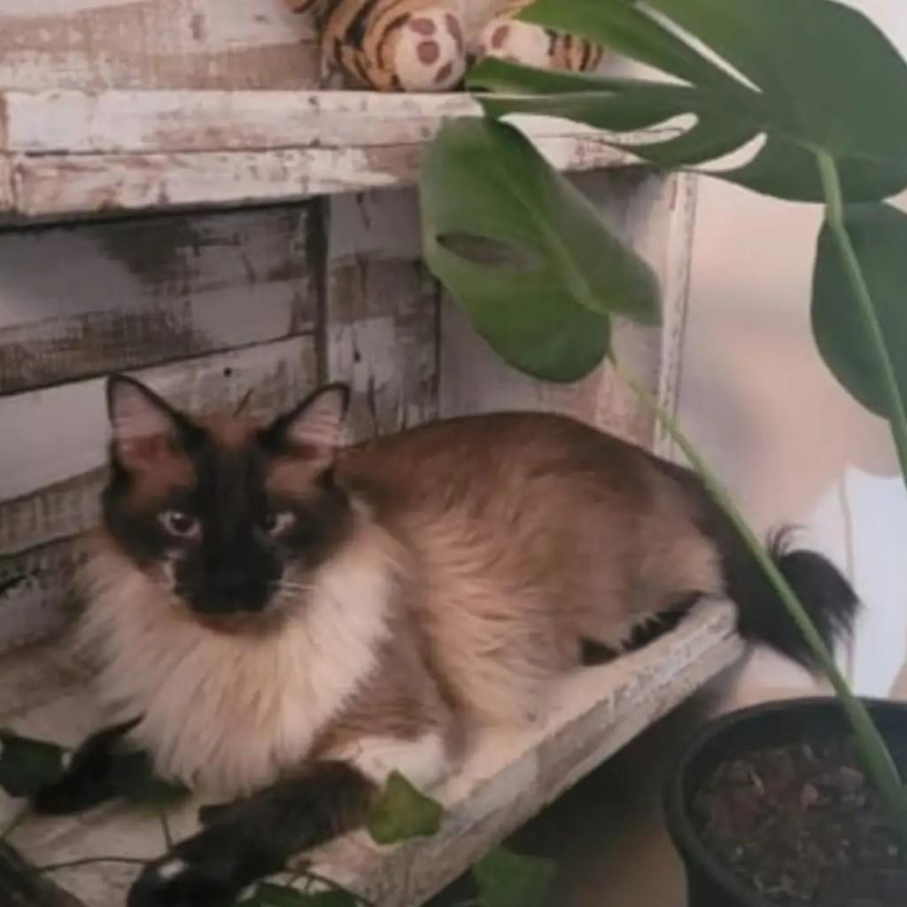 Scar, gato para adoção em Suzano - SP