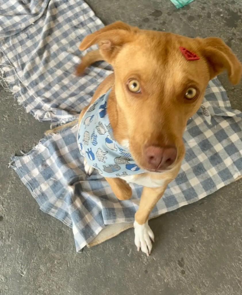 Apolo, cachorro de porte médio para adoção em Suzano - SP
