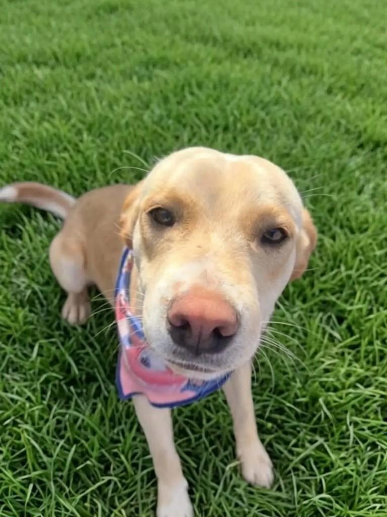 Branquinho, cachorro de porte médio para adoção em Suzano - SP