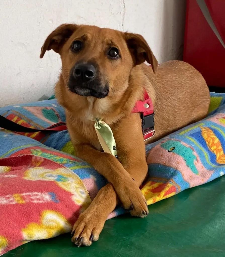 Jay, cachorro de porte pequeno para adoção em Suzano - SP