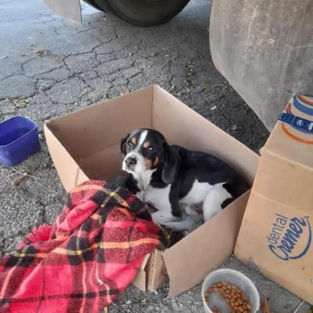 Doguinho, cachorro de porte pequeno para adoção em Suzano - SP