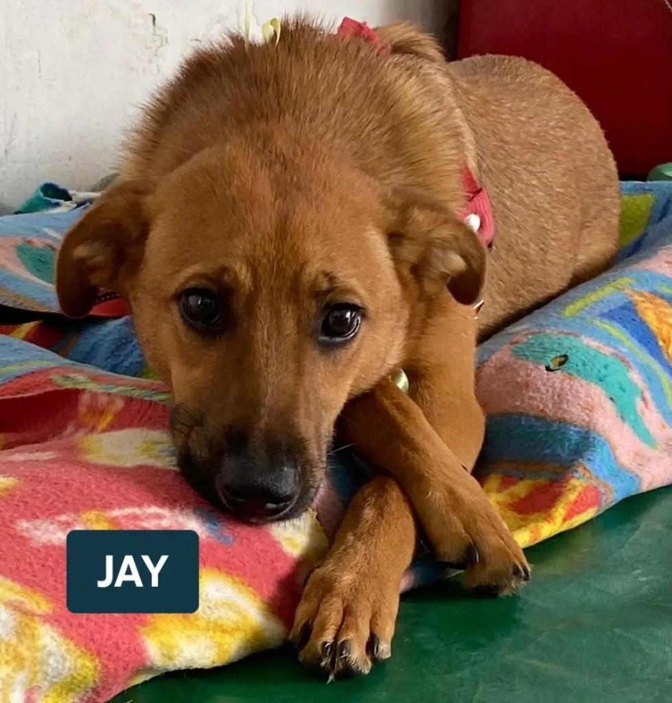 Jay, cachorro de porte pequeno para adoção em Suzano - SP