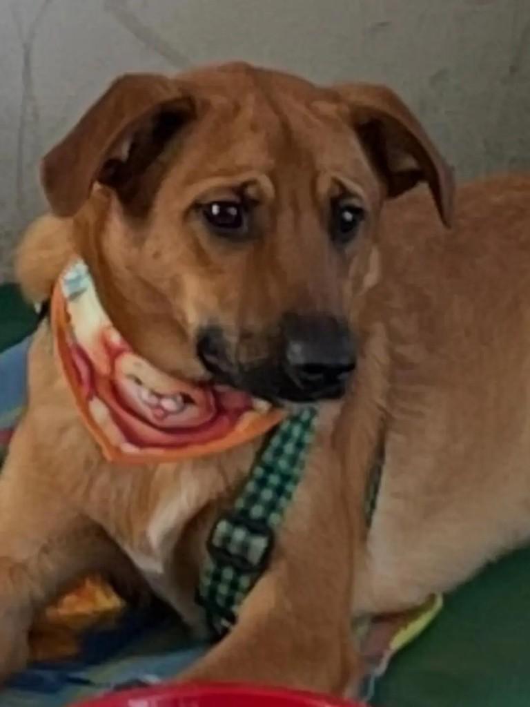 Jay, cachorro de porte pequeno para adoção em Suzano - SP — foto 3 de 5