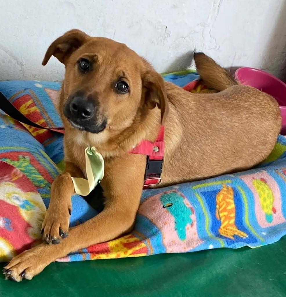 Jay, cachorro de porte pequeno para adoção em Suzano - SP — foto 4 de 5