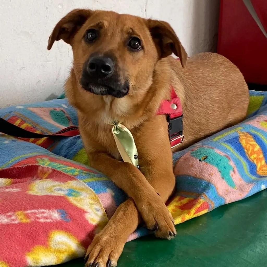 Jay, cachorro de porte pequeno para adoção em Suzano - SP — foto 5 de 5