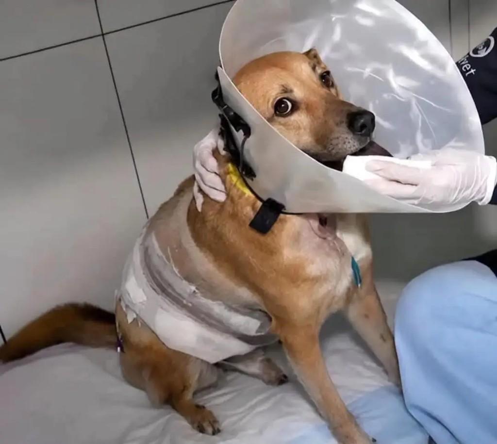 Caramelo, cachorro de porte médio para adoção em Ribeirão Preto - SP