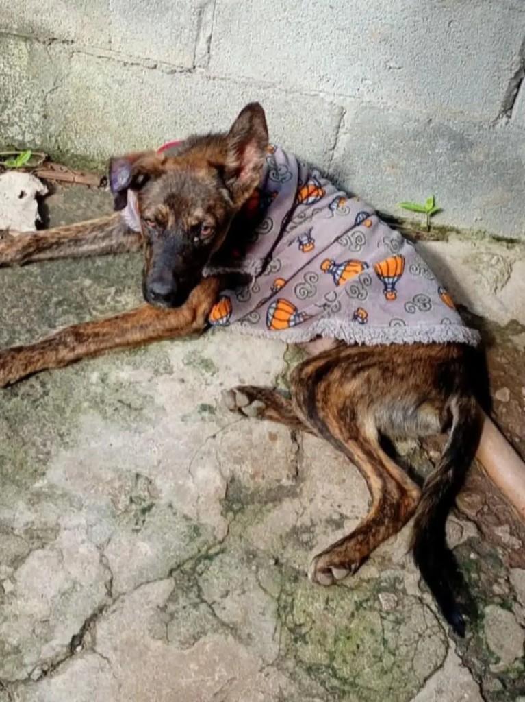 Filhotão, cachorro de porte pequeno para adoção em Suzano - SP