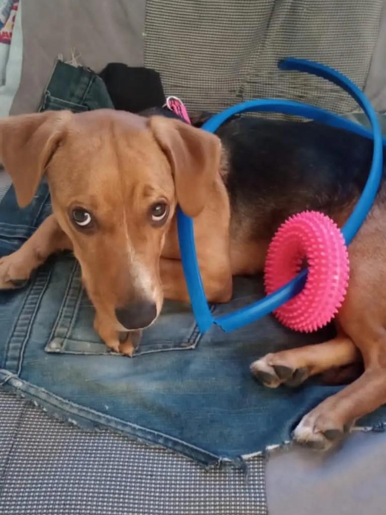 Cacau, cadela de porte pequeno para adoção em Suzano - SP