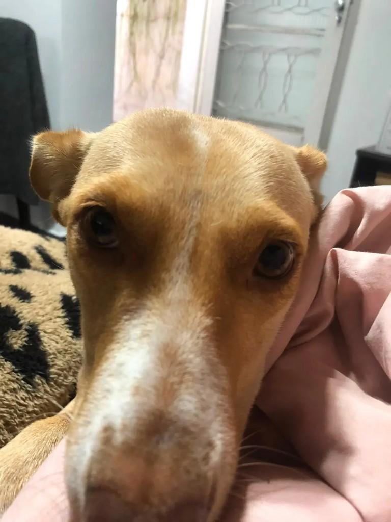 Mocinha, cadela de porte pequeno para adoção em Suzano - SP