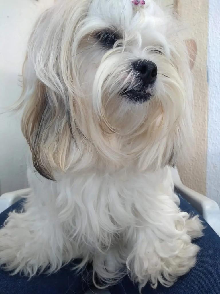 Belinha, cadela de porte pequeno para adoção em Mogi das Cruzes - SP
