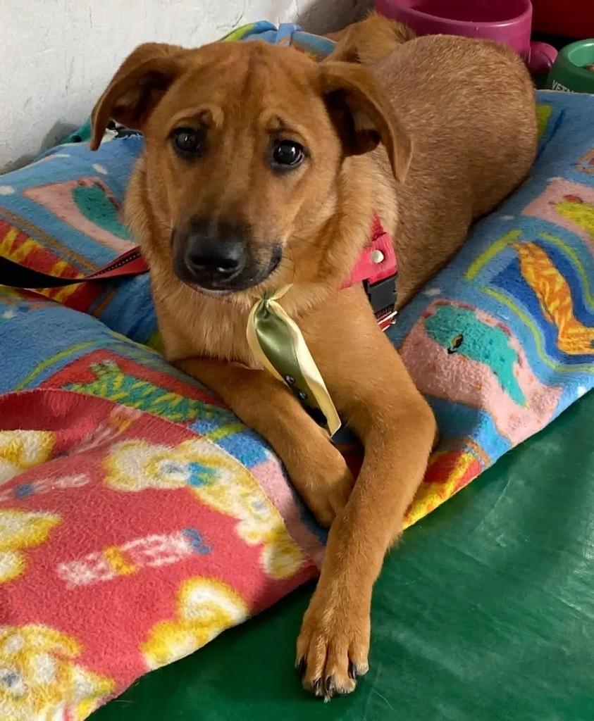 Suzano, cachorro de porte pequeno para adoção em Suzano - SP